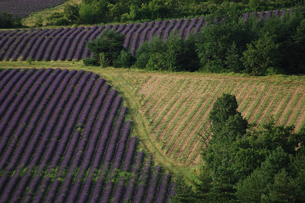 provence